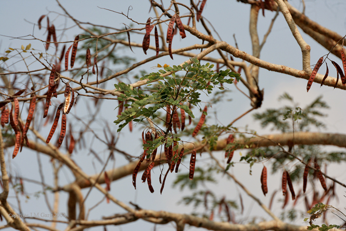 Lebec Tree False Lebbeck - WWF | Nedbank