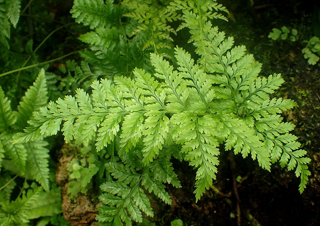 Rabbit’s-foot Fern - WWF | Nedbank